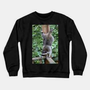 Raccoon Acrobatics Crewneck Sweatshirt